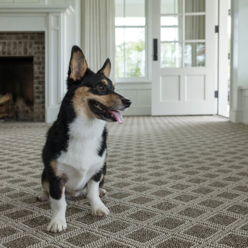 small dog on carpet with fireplace in background